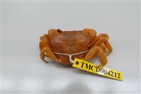 藏品(拉氏清溪蟹)的圖片